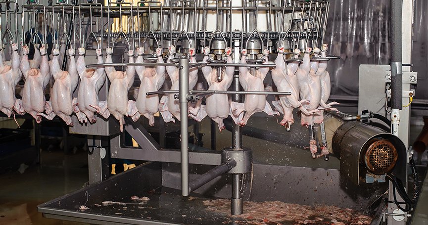 USDA Brug COVID-19 Krise som dækning for at øge Kylling Slaughter Line Hastigheder