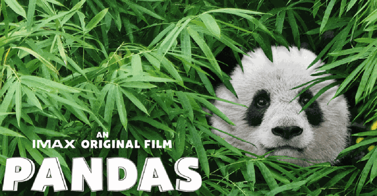 Kristen Bell fortæller nuttede IMAX dokumentarfilm ‘Pandas’